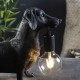 Ambience-69331 - Wildlife - Vintage Dog Matt Black Table Lamp